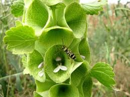 ענף בר גביע