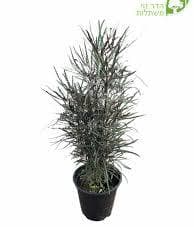 ארליה זוגיים