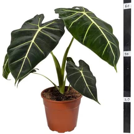 אלוקסיה פולי