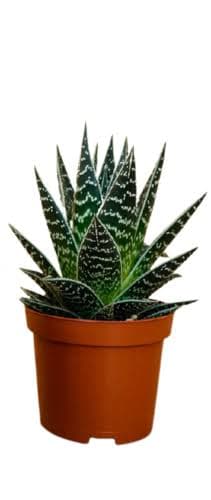 אלוורה טיקי