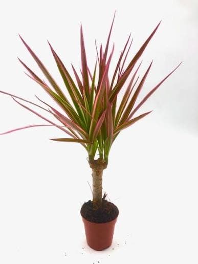 דרצנה גזע ורוד