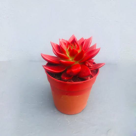 סוקולנט אדום יבוא מיוחד