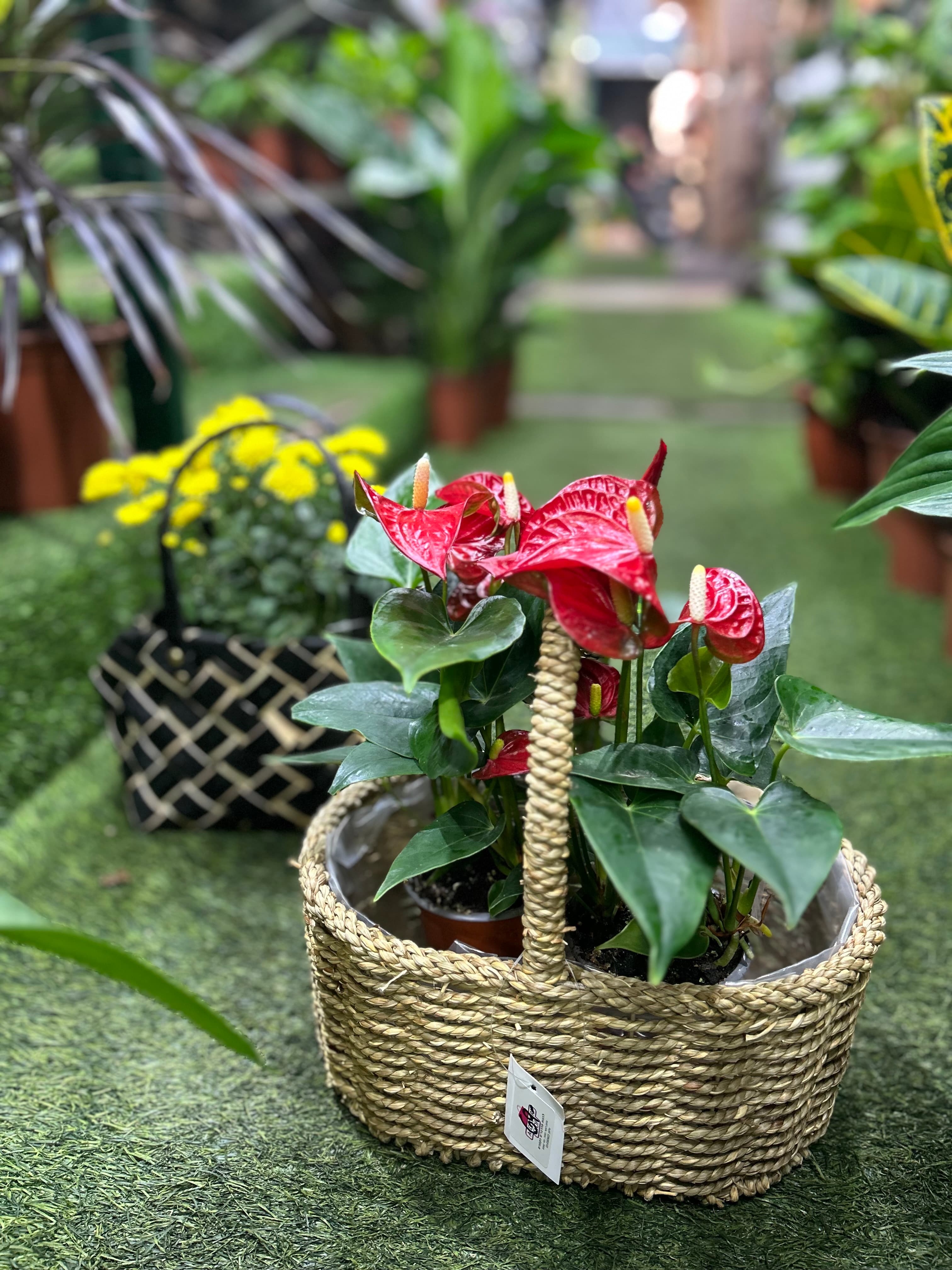 אנטוריום בסלסלת קש