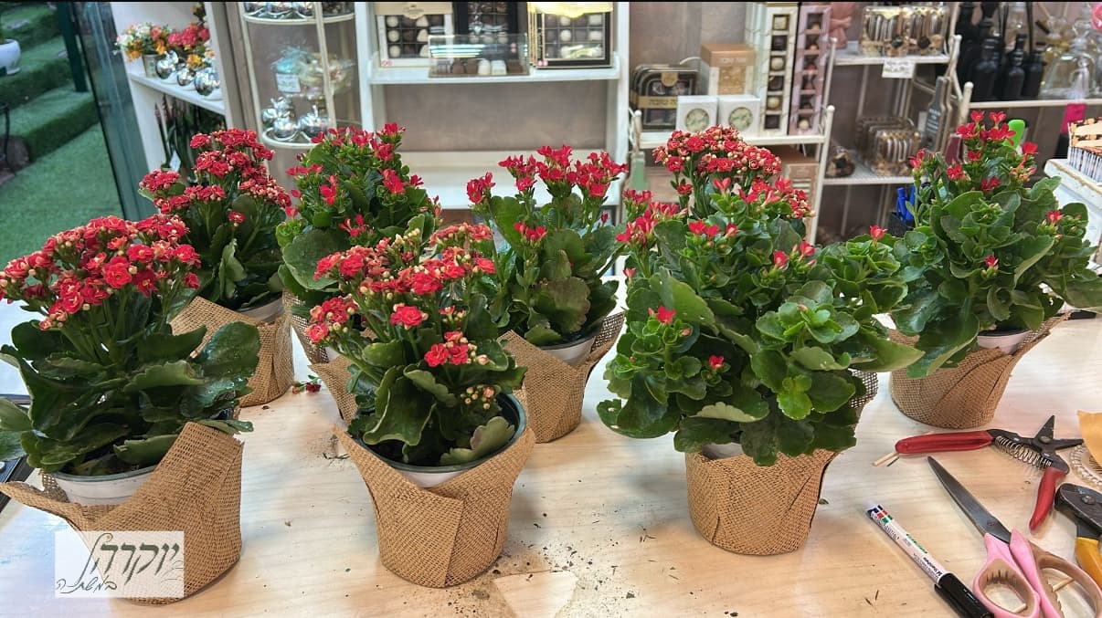 ניצנית באריזת יוטא