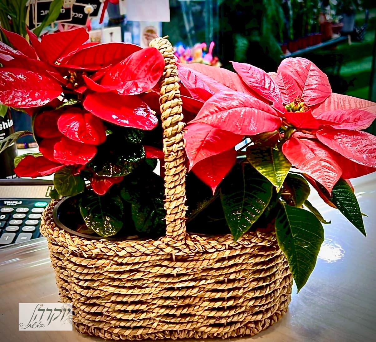 פיקניק בכפר