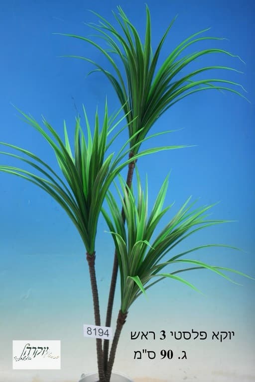 יוקא ( יוקה) 3 ענפים ירוק