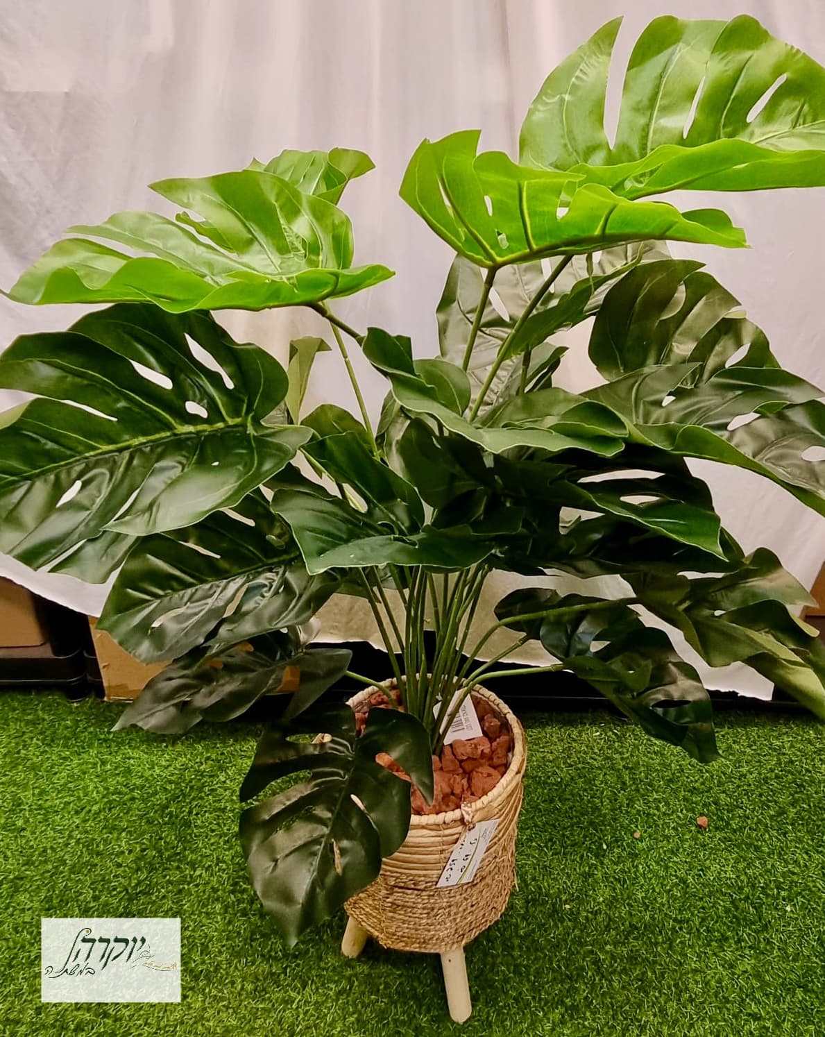 מונסטרה אלירן