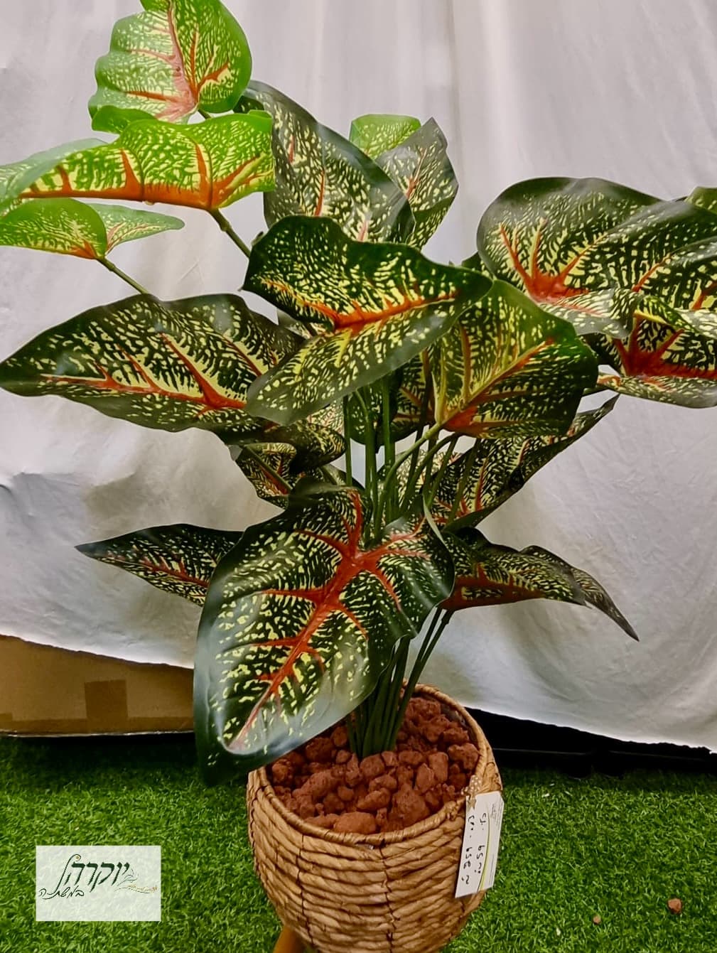 אימפריאל ורוד אלירן