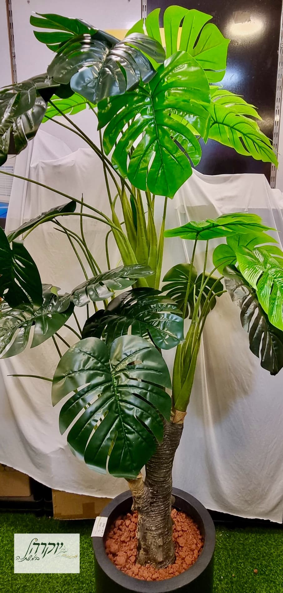 מונסטרה על גזע