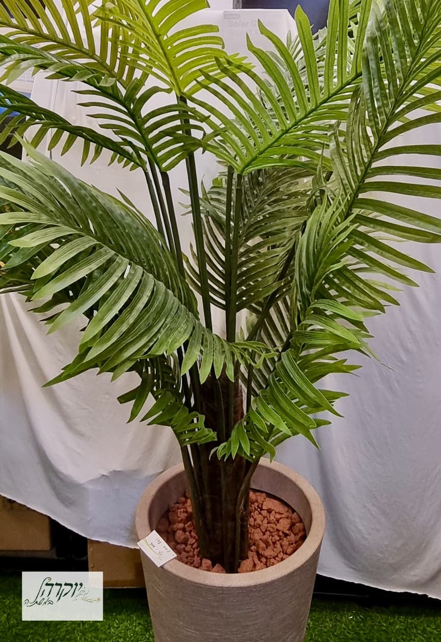 קנציה מלאכותי