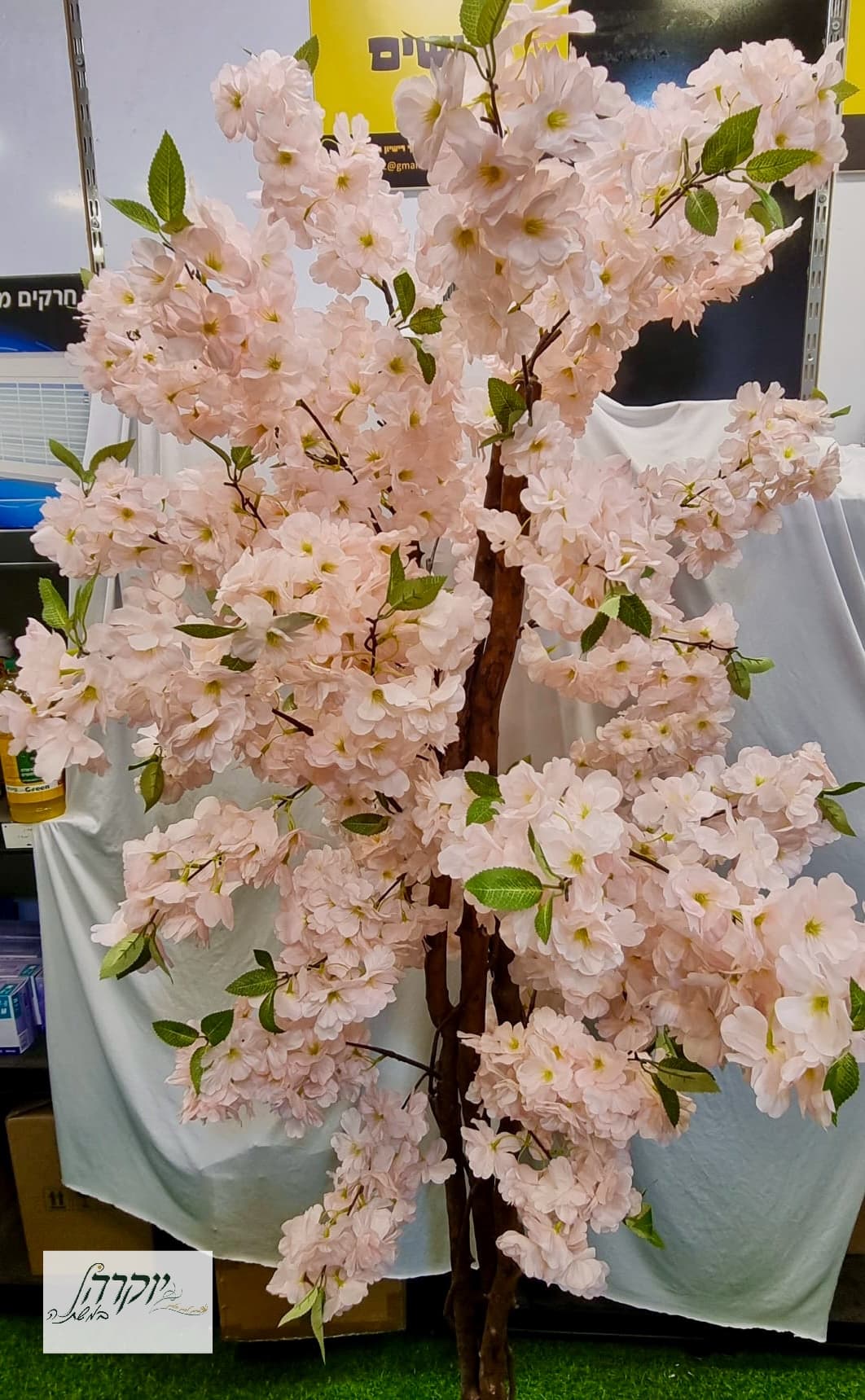 שקדיה ורודה