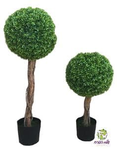 הדס כדורי בודד