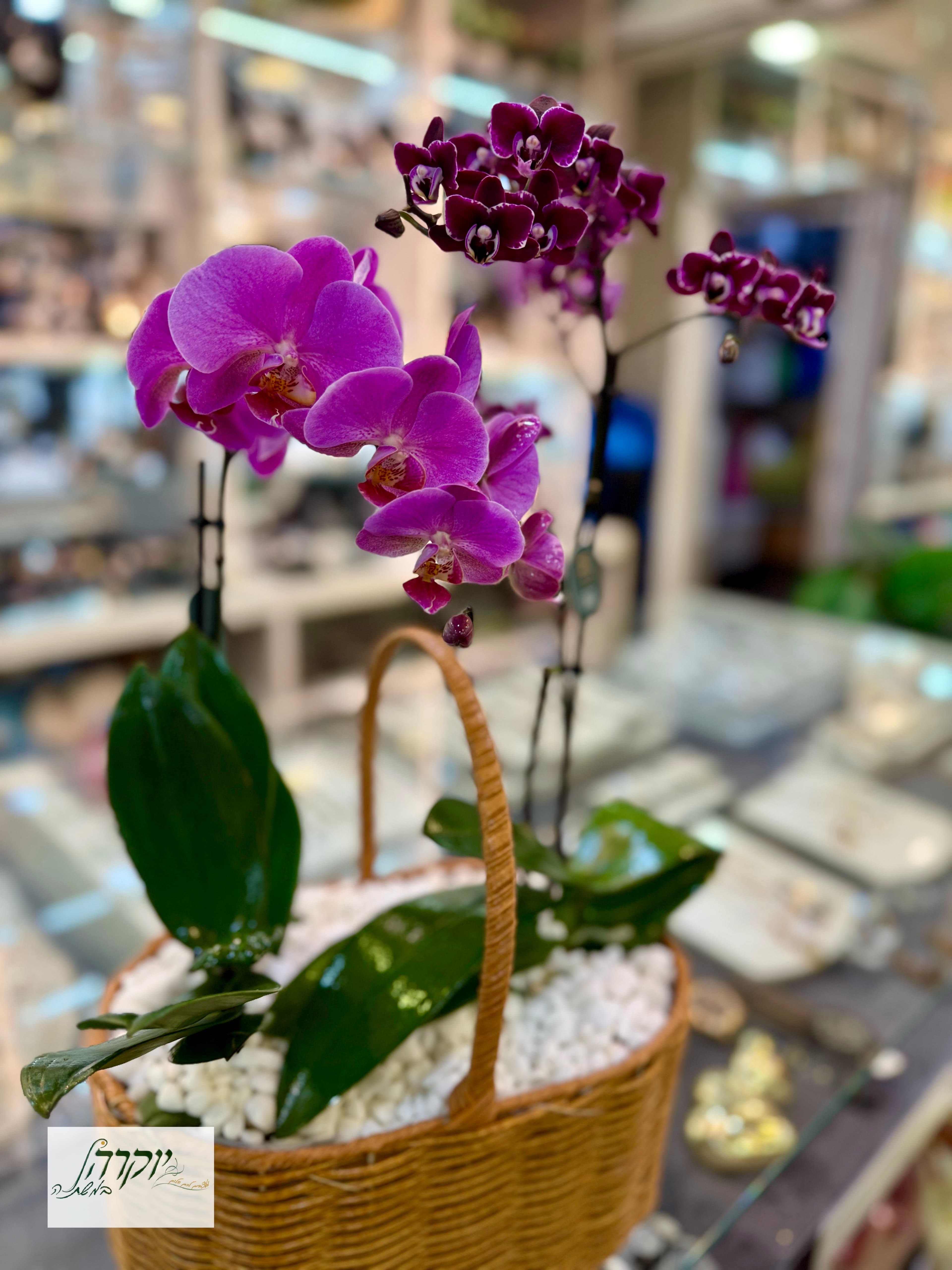 סחלב בסלסלה